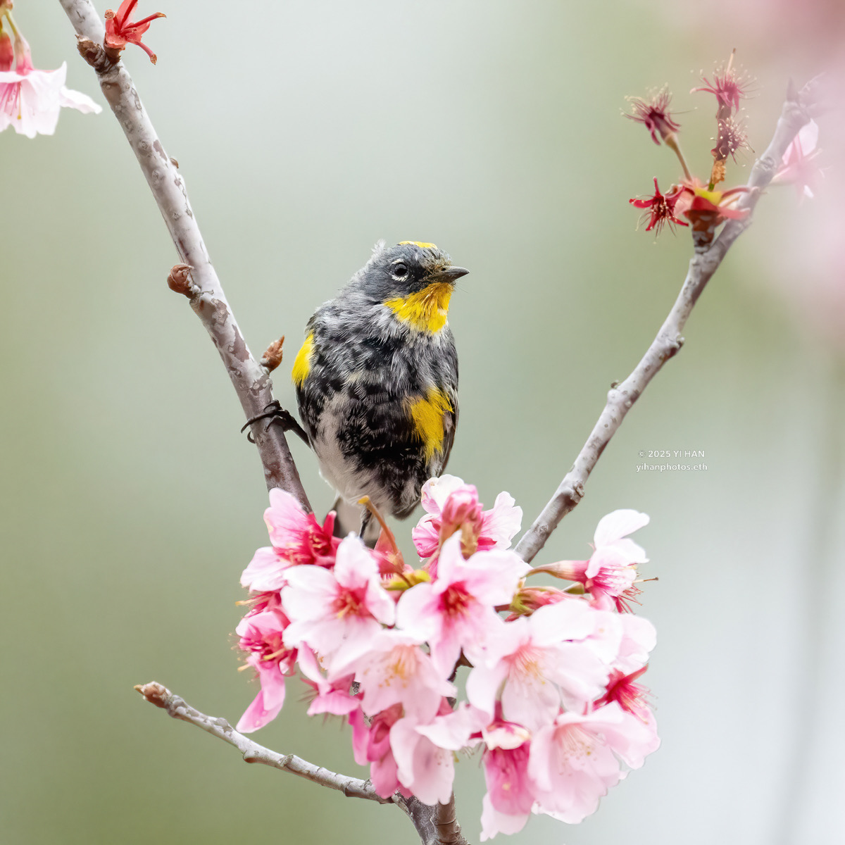 yellow-rumped- warbler-3